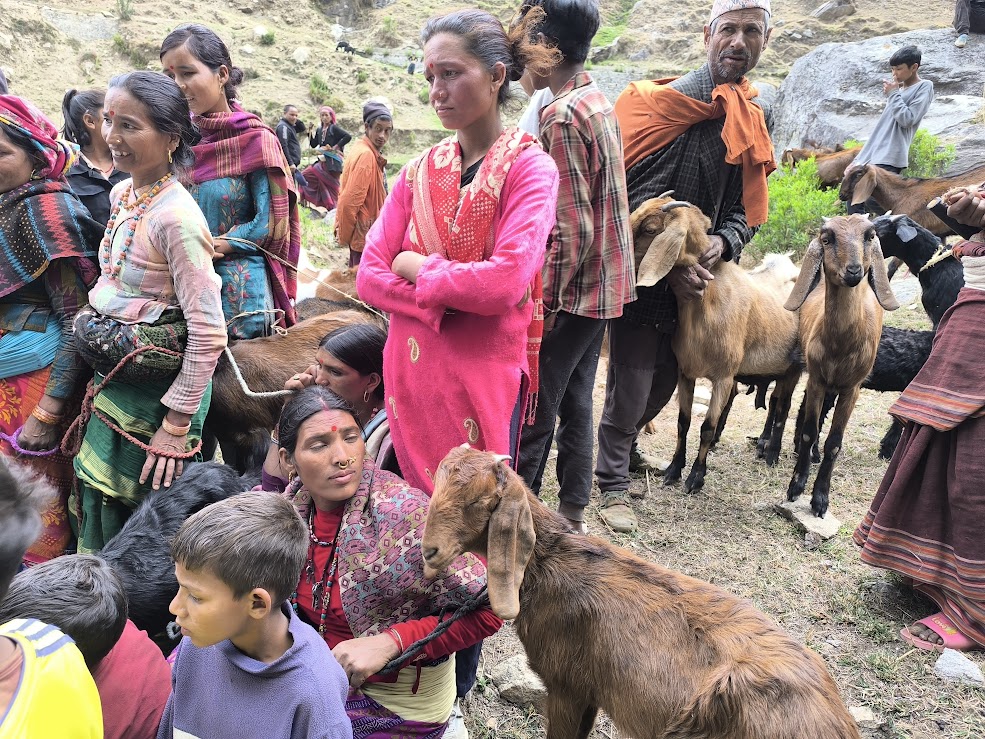 बाख्रा वितरण  गरिव विपन्न वर्ग लक्षित कार्यक्रम